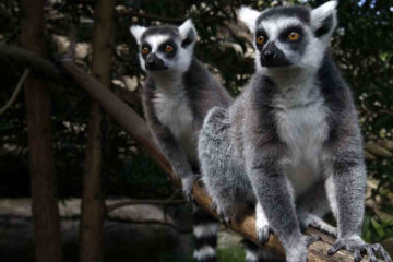 The Two Lemurs: Anthony and Dern